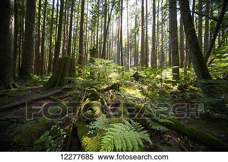 Stock Photography - Forest with sunlight illuminating plants on forest floor; Vancouver, British Columbia, Canada. Fotosearch
