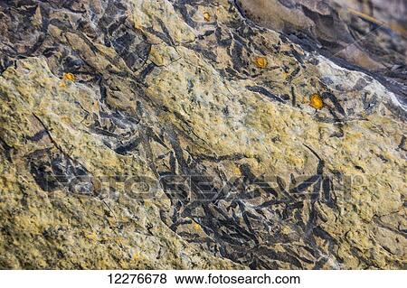 Fossilized leaf imprints on rock, Whirlpool Canyon, Liard River, the Alaska Highway, British Columbia, Canada, Summer View Large Photo Image Stock Photo - Fossilized leaf imprints on rock, Whirlpool Canyon, Liard River, the Alaska Highway, British Columbia, Canada, Summer. Fotosearch