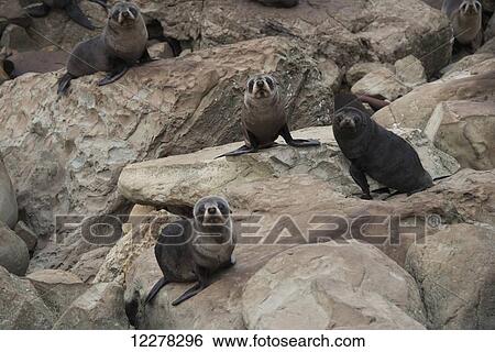 Four fur seals (Arctocephalus forsteri) looking at the camera with great interest, near Kaikoura; North Canterbury Province, New Zealand View Large Photo Image Stock Photograph - Four fur seals (Arctocephalus forsteri) looking at the camera with great interest, near Kaikoura; North Canterbury Province, New Zealand. Fotosearch