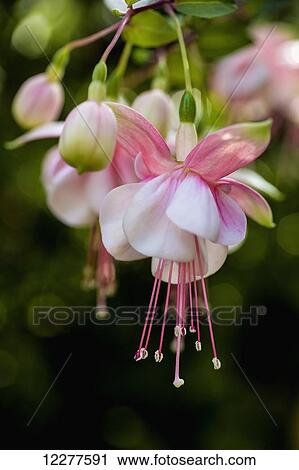 Fuchsia plant in bloom; Kailua, Island of Hawaii, Hawaii, United States of America View Large Photo Image Stock Image - Fuchsia plant in bloom; Kailua, Island of Hawaii, Hawaii, United States of America. Fotosearch