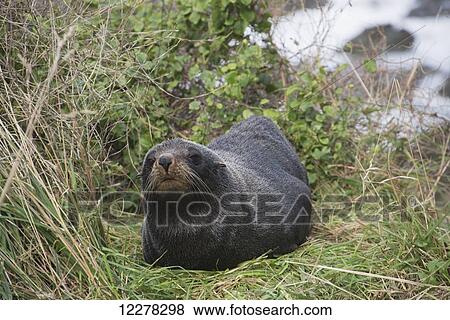 Stock Photo - Fur seal (Arctocephalus forsteri) on grassy bank adjacent to the coast, near Kaikoura; North Canterbury Province, New Zealand. Fotosearch