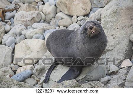Stock Photo - Fur seal (Arctocephalus forsteri) with tongue protruding and a friendly appearance gazes at an onlooker, near Kaikoura; North Canterbury Province, New Zealand. Fotosearch