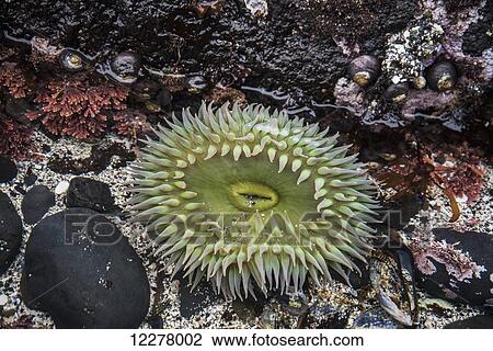 Stock Image - Giant green anemone (Anthopleura xanthogrammica), plants and animals reside in the intertidal zone; Newport, Oregon, United States of America. Fotosearch