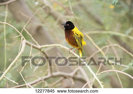 Stock Photography - Golden-backed Weaver (Ploceus jacksoni) with open beak calls from perch near Lake Eyasi; Tanzania. Fotosearch