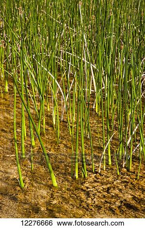 Grasses growing out of wetlands, Liard River Hot Springs Provincial Park, British Columbia Canada, Summer View Large Photo Image Stock Photograph - Grasses growing out of wetlands, Liard River Hot Springs Provincial Park, British Columbia Canada, Summer. Fotosearch