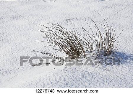 Stock Image - Grasses in snow, Longshaw Estate; Derbyshire, England. Fotosearch