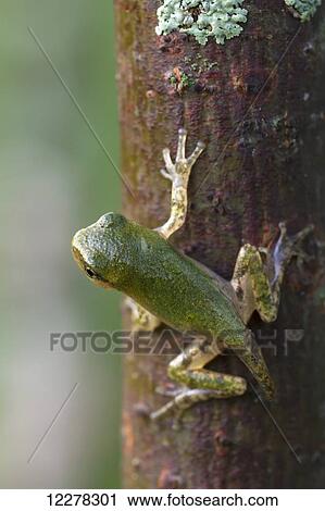 Gray Tree Frog (Hyla versicolor); Les Cedres, Quebec, Canada View Large Photo Image Stock Image - Gray Tree Frog (Hyla versicolor); Les Cedres, Quebec, Canada . Fotosearch