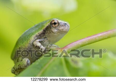 Stock Photo - Gray Tree Frog (Hyla versicolor); Les Cedres, Quebec, Canada . Fotosearch