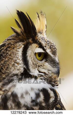 Stock Image - Great Horned Owl (Bubo virginianus), Ecomuseum; Ste-Anne-de-Bellevue, Quebec, Canada. Fotosearch