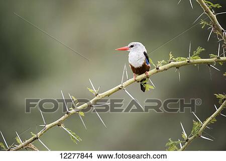 Grey-headed Kingfisher (Halcyon leucocephala) perched on thorny acacia ...