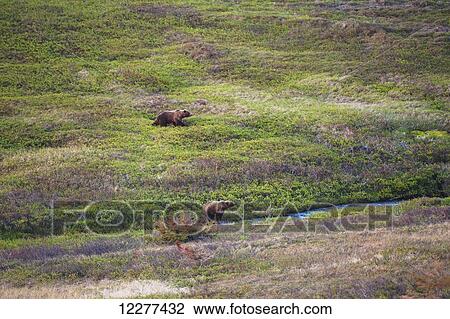 Grizzly bear sow and cub are feeding next to a stream along the Powerline Pass Trail, Chugach State Park, Southcentral Alaska, summer View Large Photo Image Stock Image - Grizzly bear sow and cub are feeding next to a stream along the Powerline Pass Trail, Chugach State Park, Southcentral Alaska, summer. Fotosearch