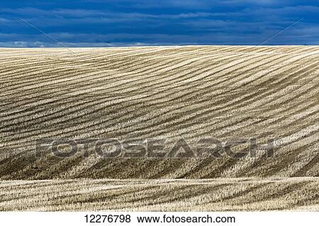 Stock Photo - Harvest stubble lines on a hilly field with blue sky; Alberta, Canada. Fotosearch