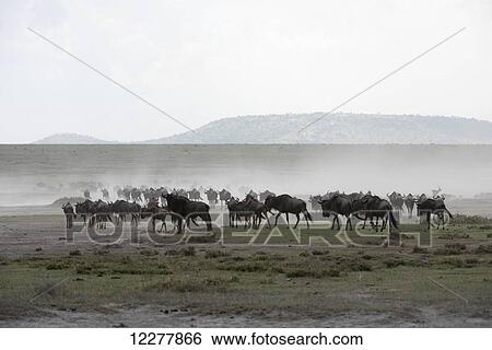 Stock Photograph - Herd of Wildebeest (Connochaetes taurinus) stirs up dust while moving across Serengeti short grass plains near Ndutu, Ngorongoro Crater Conservation Area; Tanzania. Fotosearch