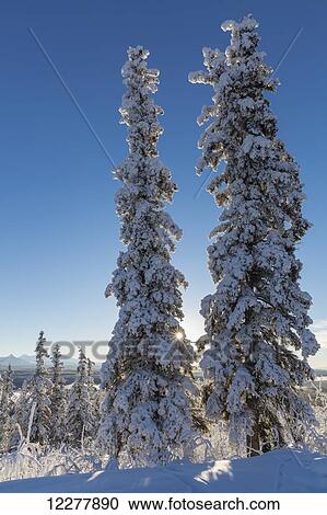 Hoarfrost covered evergreen trees at sunset, Copper River Valley, Southcentral Alaska, winter View Large Photo Image Stock Image - Hoarfrost covered evergreen trees at sunset, Copper River Valley, Southcentral Alaska, winter. Fotosearch