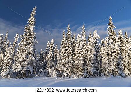 Hoarfrost covered evergreen trees at sunset, Copper River Valley, Southcentral Alaska, winter View Large Photo Image Stock Image - Hoarfrost covered evergreen trees at sunset, Copper River Valley, Southcentral Alaska, winter. Fotosearch