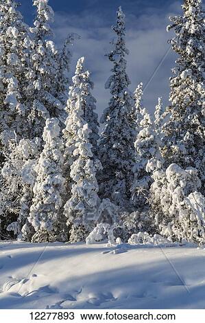 Hoarfrost covered evergreen trees at sunset, Copper River Valley, Southcentral Alaska, winter View Large Photo Image Stock Image - Hoarfrost covered evergreen trees at sunset, Copper River Valley, Southcentral Alaska, winter. Fotosearch