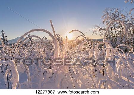 Stock Photo - Hoarfrost covered grass and brush at sunset, Copper River Valley, Southcentral Alaska, winter. Fotosearch