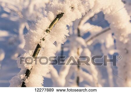 Hoarfrost covered grass and brush at sunset, Copper River Valley, Southcentral Alaska, winter View Large Photo Image Stock Photo - Hoarfrost covered grass and brush at sunset, Copper River Valley, Southcentral Alaska, winter. Fotosearch