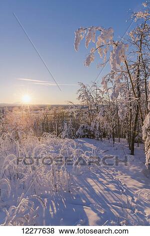 Stock Photo - Hoarfrost covered trees and brush at sunset, Copper River Valley, Southcentral Alaska, winter. Fotosearch