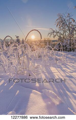 Hoarfrost covered trees and brush at sunset, Copper River Valley, Southcentral Alaska, winter View Large Photo Image Stock Photograph - Hoarfrost covered trees and brush at sunset, Copper River Valley, Southcentral Alaska, winter. Fotosearch