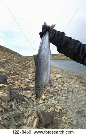 Stock Photo - Holding up fresh caught Arctic Char while shore fishing in the Arctic Ocean, Western Arm, near Cambridge Bay; Nunavut, Canada. Fotosearch