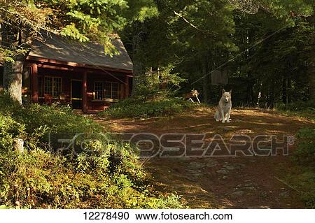 Stock Image - Husky watching over the terrain; Lac des Neiges, Quebec, Canada. Fotosearch