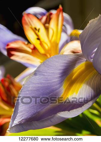 Iris blossom; England View Large Photo Image Stock Image - Iris blossom; England. Fotosearch