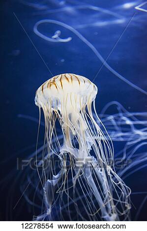 Picture - Jellyfish at the Aquarium of the Bay; San Francisco, California, United States of America. Fotosearch