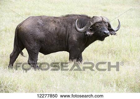Large bull Cape Buffalo (Syncerus caffer) standing in grass, Ngorongoro Crater; Tanzania View Large Photo Image Stock Image - Large bull Cape Buffalo (Syncerus caffer) standing in grass, Ngorongoro Crater; Tanzania. Fotosearch
