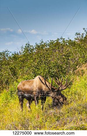 Stock Image - Large bull moose standing in brush near Powerline Pass in the Chugach State Park. South Central Alaska, Autumn. Fotosearch