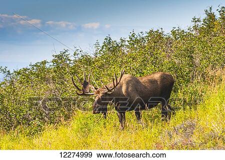 Stock Photo - Large bull moose standing in brush near Powerline Pass in the Chugach State Park. South Central Alaska, Autumn. Fotosearch