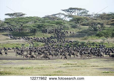 Stock Image - Large herd of Wildebeest (Connochaetes taurinus) moves through acacia woodland near Ndutu, Ngorongoro Crater Conservation Area; Tanzania. Fotosearch