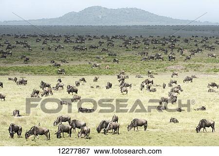Large herd of Wildebeest (Connochaetes taurinus) grazes on the Serengeti short grass plains near Ndutu, Ngorongoro Crater Conservation Area; Tanzania View Large Photo Image Stock Photo - Large herd of Wildebeest (Connochaetes taurinus) grazes on the Serengeti short grass plains near Ndutu, Ngorongoro Crater Conservation Area; Tanzania. Fotosearch