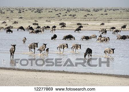 Large herd of Wildebeest (Connochaetes taurinus) migrates across shallow lake and Serengeti short grass plains near Ndutu, Ngorongoro Crater Conservation Area; Tanzania View Large Photo Image Stock Photo - Large herd of Wildebeest (Connochaetes taurinus) migrates across shallow lake and Serengeti short grass plains near Ndutu, Ngorongoro Crater Conservation Area; Tanzania. Fotosearch