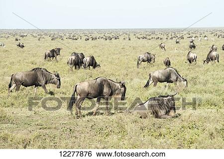Stock Photograph - Large herd of Wildebeest (Connochaetes taurinus) on the Serengeti short grass plains near Ndutu, Ngorongoro Crater Conservation Area; Tanzania. Fotosearch
