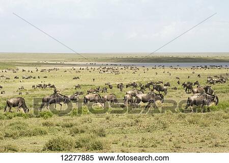 Stock Photography - Large herd of Wildebeest (Connochaetes taurinus) moves past lake in the Serengeti short grass plains near Ndutu, Ngorongoro Crater Conservation Area; Tanzania. Fotosearch