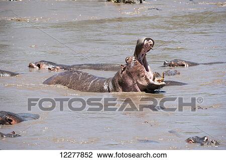 Stock Image - Large male Hippopotamos surrounded by females roars with open mouth, showing off huge tusks in Serengeti National Park; Tanzania. Fotosearch