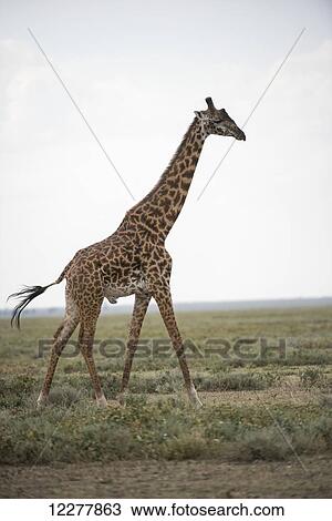 Stock Image - Large male Maasai Giraffe (Giraffa camelopardalis) strides across Serengeti short grass plains near Ndutu, Ngorongoro Crater Conservation Area; Tanzania. Fotosearch