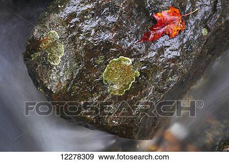 Stock Photo - Leaf sitting on a rock in a river; Grenville-sur-la-Rouge, Quebec, Canada. Fotosearch