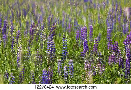 Picture - Lupins growing wild in hay field; Foster, Quebec, Canada. Fotosearch