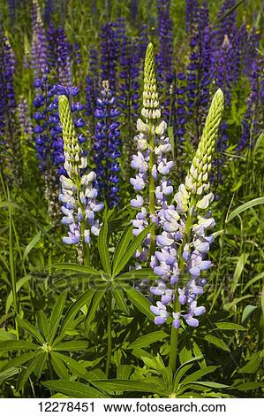Stock Image - Lupins growing wild in hay field; Foster, Quebec, Canada. Fotosearch