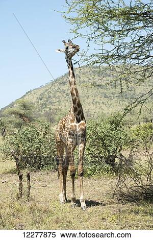 Maasai Giraffe (Giraffa camelopardalis) stretches to eat acacia leaves in Serengeti National Park; Tanzania View Large Photo Image Stock Photography - Maasai Giraffe (Giraffa camelopardalis) stretches to eat acacia leaves in Serengeti National Park; Tanzania. Fotosearch