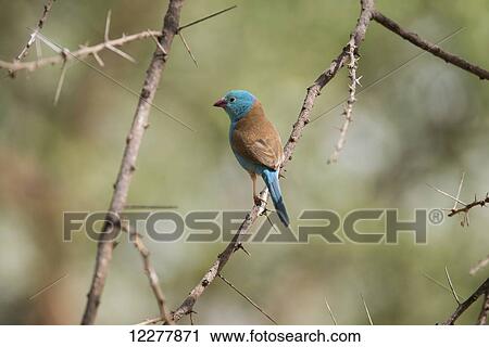 Stock Image - Male Blue-capped Cordonbleu (Uraeginthus cyanocephalus) perched on thorny branch in Tarangire National Park; Tanzania. Fotosearch