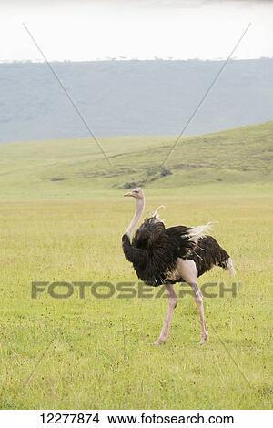 Picture - Male Common Ostrich (Struthio camelus) with wing feathers fluttering walks across open grassland on floor of Ngorongoro Crater; Tanzania. Fotosearch