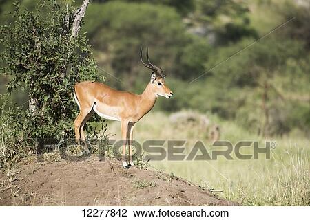 Male Impala (Aepyceros melampus) standing on termite mound, Tarangire National Park; Tanzania View Large Photo Image Stock Image - Male Impala (Aepyceros melampus) standing on termite mound, Tarangire National Park; Tanzania. Fotosearch