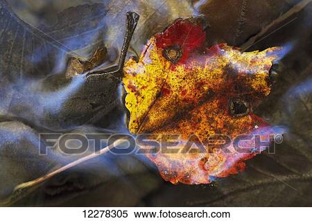 Stock Photography - Maple leaf under water; Grenville-sur-la-Rouge, Quebec, Canada. Fotosearch