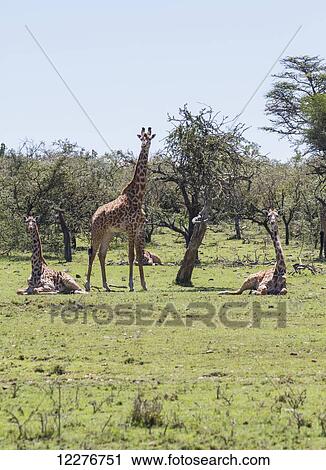 Stock Image - Masai Giraffes (Giraffa camelopardalis tippelskirchi), Mara Naboisho Conservancy; Kenya. Fotosearch