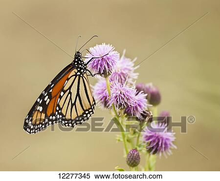 Monarch butterfly (Danaus plexippus) on thistle; Thunder Bay, Ontario, Canada View Large Photo Image Stock Photography - Monarch butterfly (Danaus plexippus) on thistle; Thunder Bay, Ontario, Canada. Fotosearch