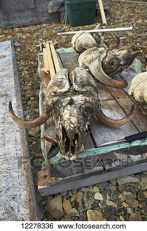 Stock Photograph - Musk Ox skull; Nunavut, Canada. Fotosearch