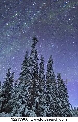 Northern Lights over snowcovered evergreen trees, Copper River Valley, Southcentral Alaska, winter View Large Photo Image Stock Image - Northern Lights over snowcovered evergreen trees, Copper River Valley, Southcentral Alaska, winter. Fotosearch